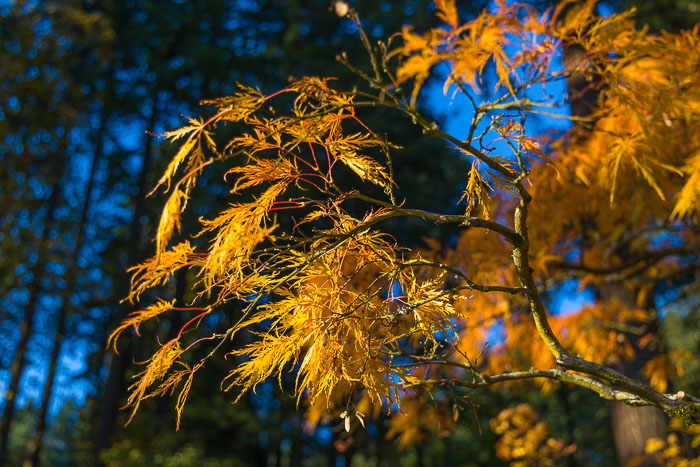 Portland Japanese Gardens Portland Japanese Gardens