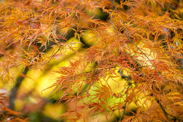 Portland Japanese Gardens Portland Japanese Gardens