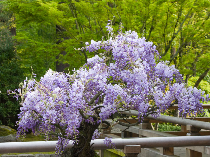 Portland Japanese Gardens Portland Japanese Gardens